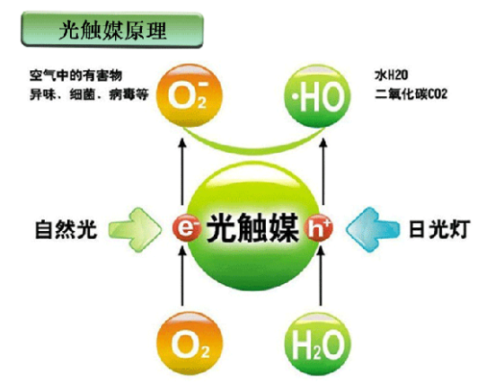 室内采用什么植物去除甲醛有效果