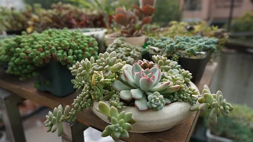 植物除甲醛效果甚微.jpg